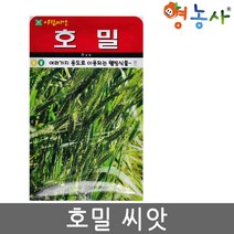 아람 호밀씨앗 30g
