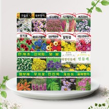 솔림텃밭몰 11월 파종 가능 꽃 야생화 씨앗 모음, 2. AR흰민들레 100립