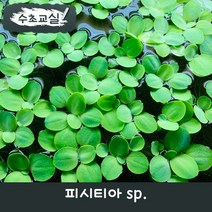 [물배추] [수초교실] 작은 사이즈의 물배추 피시티아 sp., 5뿌리