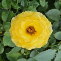 해찬농원 유럽사계정원장미 1-3지 특선, 옐로우