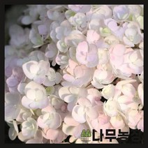 (나무농장) 수국 엔들레스썸머 블러싱브라이드 15cm 포트, 1개