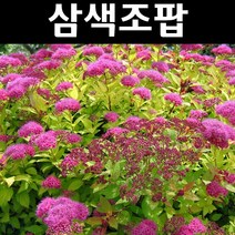 삼색조팝 4치포트 5개/나무 묘목/꽃나무/조경용