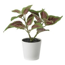 이케아 FEJKA 페이카 인조식물 화분 실내외겸용 콜리우스 6cm 004.966.04