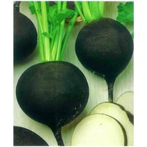 깜둥이 300립 80일 무 씨앗 근피 검정색 속은 흰색 원형무 흑무 수확 빠른 텃밭 베란다 채소 종자 농사 검정무