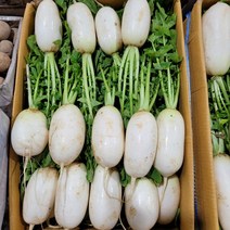 강원도 고랭지 알타리 초롱무 1Box (5kg)