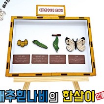 배추흰나비의 한살이 만들기학습용 브로마이드 제공