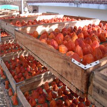 산지직송-미니 곳감 10-8과(600-650g)-01과(60g)-반건시-자연이 살아 숨쉬는곳-지리산청학동-청학고을, 600-650g, 600-650g
