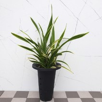 도희씨네 정원>> 힘이 느껴지는 동양난 청금 240, 1개” class=”wr-img”></a></div>
</p></div>
</p></div>
</p></div>
<div class=