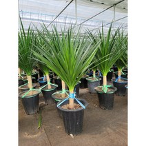 드라코 키80~110 359