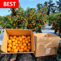 [러뷰팜] 제주 레드향 3kg 5kg 대과 고당도, (가정용) 레드향 대과 3kg 9~13과