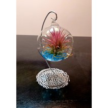 틸란드시아 빨강 이오난사 특대형 인테리어 화분