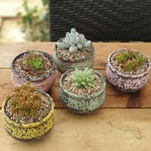 항아리모양 5종 화분, 항아리화분5종+다육5개+배양토