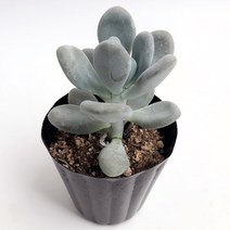 다육식물 성미인 -나만의 반려식물기르기 전자파차단