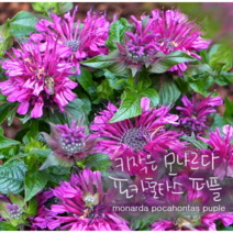 모나르다 왜성 퍼플 [3포트] (복남이네 야생화 모종 허브) 포카혼타스
