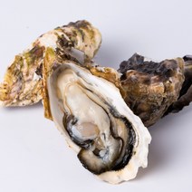 산지직송 최상급 통영굴 석화 생굴 각굴 반각굴 바위굴 석굴 깐굴 개체굴 벚굴 삼배체굴 세척 하프셀 하프쉘 굴 1kg 10kg 손질 횟감 용, 1.5 생굴 4kg