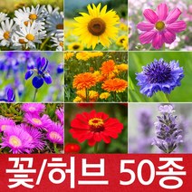 꽃 씨앗 35종/허브씨앗 15종/관상용 봉선화 코스모스 양귀비꽃 과꽃 채송화 안개꽃 국화 야생화, ● 꽃 씨앗, 꽃씨01. 코스모스(분홍) 100립
