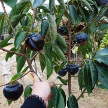 감나무(흑감)접목1년(2주묶음)/묘목/c1271