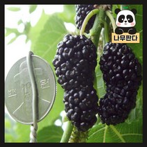 (나무판다) 왕오디나무 묘목 시리즈, 2. 왕오디 R3