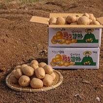 [감자청년] 2023년 햇감자 두백감자 왕왕/ 왕/ 특/ 상사이즈 20kg 10kg 5kg 3kg, 10kg 특, 1박스