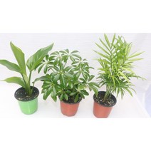 [골든플랜트] 공기정화식물3종세트 극락조화 홍콩야자 테이블야자 공기정화식물키우기 반려식물키우기