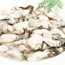 [푸르젠] 당일직송 수협경매 여수 생굴, 5kg(중), 1개