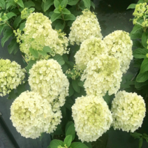 세종식물원 목수국 라임라이트 분달이 수국 묘목