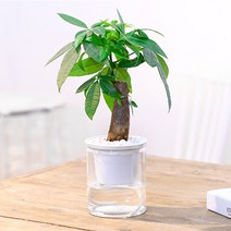 아트박스/에코벨 인테리어 자동급수 화분/벽화분, 자동급수 화분 인쇄 화이트