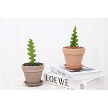 트리바이제이 피쉬본 생선뼈 미니선인장, 식물+이태리토분 11호(황토색)+화분받침+붉은화산석