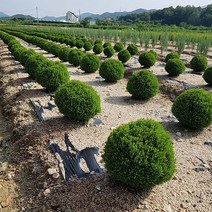 둥근서양측백-테디, 01. 테디-3치포트