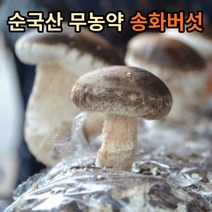 국내산 무농약 100% 송화버섯 1kg, 송화버섯 공품 1kg, 1개