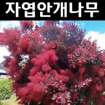 자엽안개/로얄퍼플 실생2년 뿌리묘 나무 묘목 3개/정원/공원/조경수