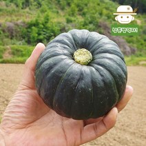 [함평직송] 22년 햇 수확 무농약 미니단호박(밤호박) 1kg/2kg/4kg 보우짱, 2kg