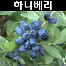 하니베리 5치포트 1개/나무 묘목/과실수/유실수