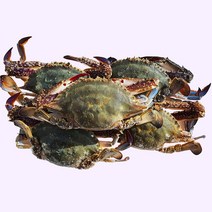여니야미 서해안 산지직송 활 생물 꽃게 2kg, 4kg (16-20미)