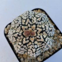 [메카다육]38-0710 선인장 슈퍼투구(V투구) 국내실생 다육식물, 1개