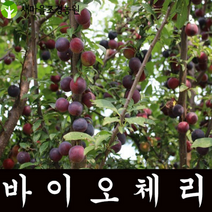 바이오체리나무 바이오체리나무묘목 과일나무 수분수나무 조경수 꽃나무 체리나무, 1개