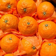 [산지직송] 제주 카라향 고당도 가정용 못난이 선물용, 선물용  3kg