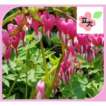금낭화 씨앗(20립) -종자씨앗 야생화 약초 포천매화동농장 씨앗모음, 1개
