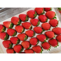 고당도 딸기 제철과일 설향딸기 농장 브릭스14.5이상 750g x 2팩, 고당도 설향 딸기 750g(35과) x 2팩