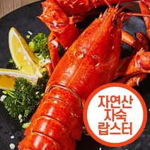 랍스타바닷가재활2kg랍스터 인기 상품 할인 특가 리스트
