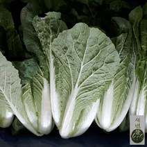 새벽들 얼갈이 배추(2kg 4kg), 1box, 2kg