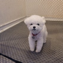 강아지 투명 그물 울타리 소형 강아지울타리 아기펜스 아기울타리 아기안전문 강아지안전문, 상세페이지 참조