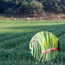 (자연담아) 국내산 햇 마늘쫑 자연그대로의 친환경 창녕마늘쫑 산지직송 행복농원 부드럽고 연함의 극치 장아찌 무침 생식 가능 2kg 3kg 5kg