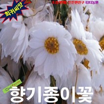 (희귀씨앗) 향기종이꽃 로단테 화이트 10립, 상세페이지 참조