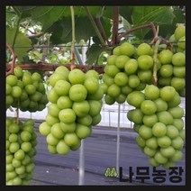 (나무농장) 샤인머스캣(샤인머스켓)나무 포트 ( 2개묶음 )