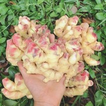 갓 수확 햇 생강 (최상품) 국내산 1kg 3kg 5kg 10kg, 1박스, 생강1KG