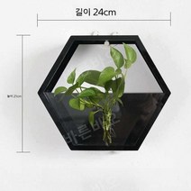 수경 화분 인테리어 수생 식물 천연 가습기 다육, D