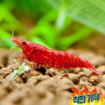 체리 새우 5마리