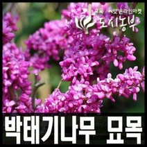 박태기 1m 분묘 나무 묘목 도시농부
