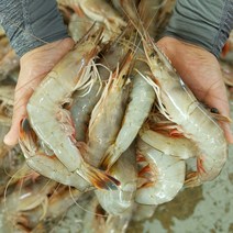 맛수러움 안면도 자연산 대하 왕새우 1kg, 1개, 냉동 자연산 대하 1kg(34미 내외)